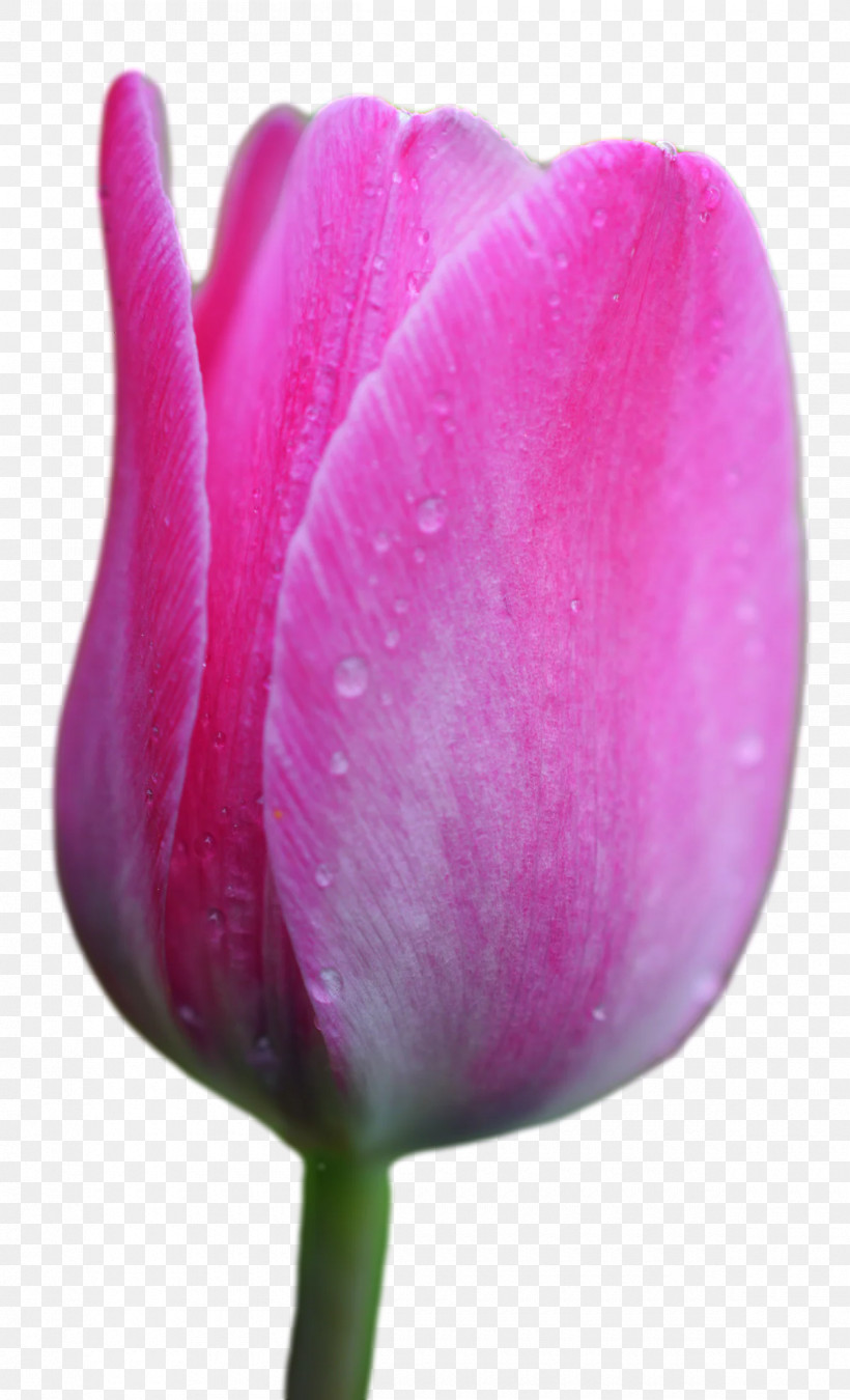 Plant Stem Tulip Lilies Petal Bud, PNG, 1200x1977px, Plant Stem, Biology, Bud, Closeup, Flower Download Free