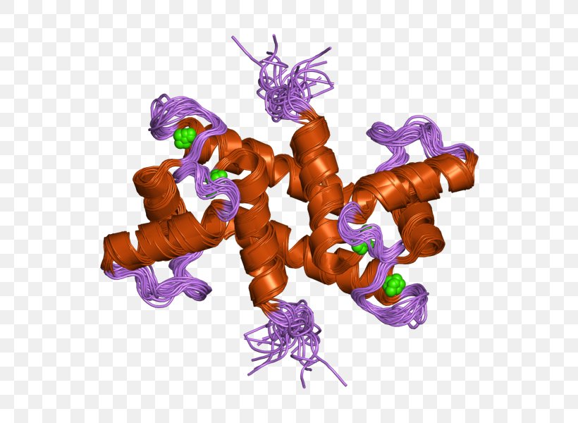 S100B S100 Protein S100A1 Amino Acid, PNG, 800x600px, S100 Protein, Amino Acid, Bodybuilding Supplement, Cell Nucleus, Cytoplasm Download Free