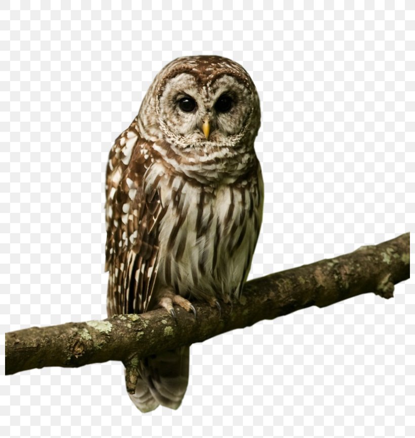 Owl Bird Desktop Wallpaper Image Desktop Metaphor, PNG, 800x864px, Owl, Animal, Beak, Bird, Bird Of Prey Download Free