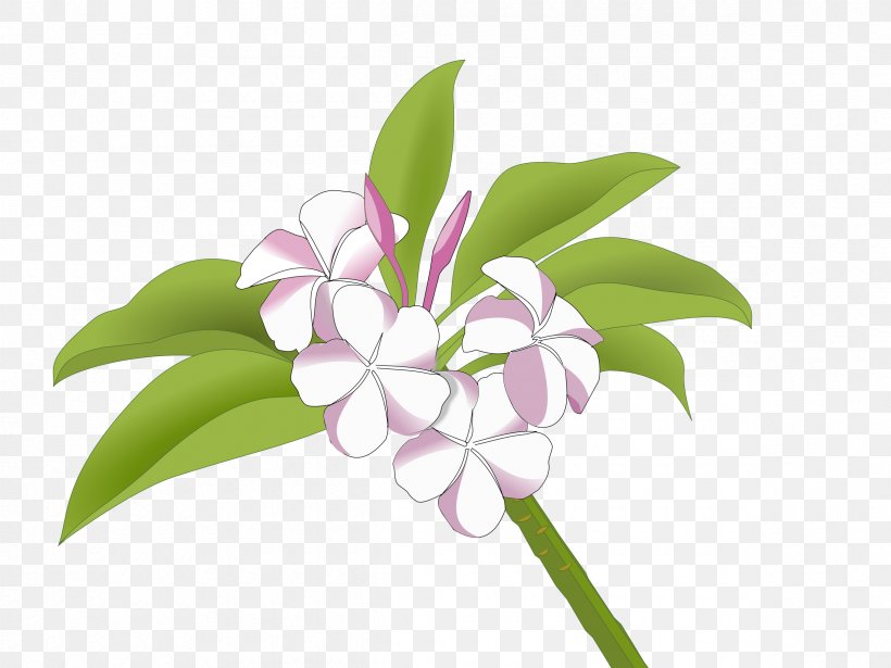 Cut Flowers Frangipani Drawing Clip Art, PNG, 2400x1800px, Flower, Animation, Cut Flowers, Drawing, Flora Download Free