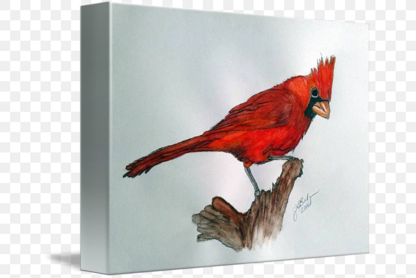 Fauna Beak Feather, PNG, 650x547px, Fauna, Beak, Bird, Cardinal, Feather Download Free