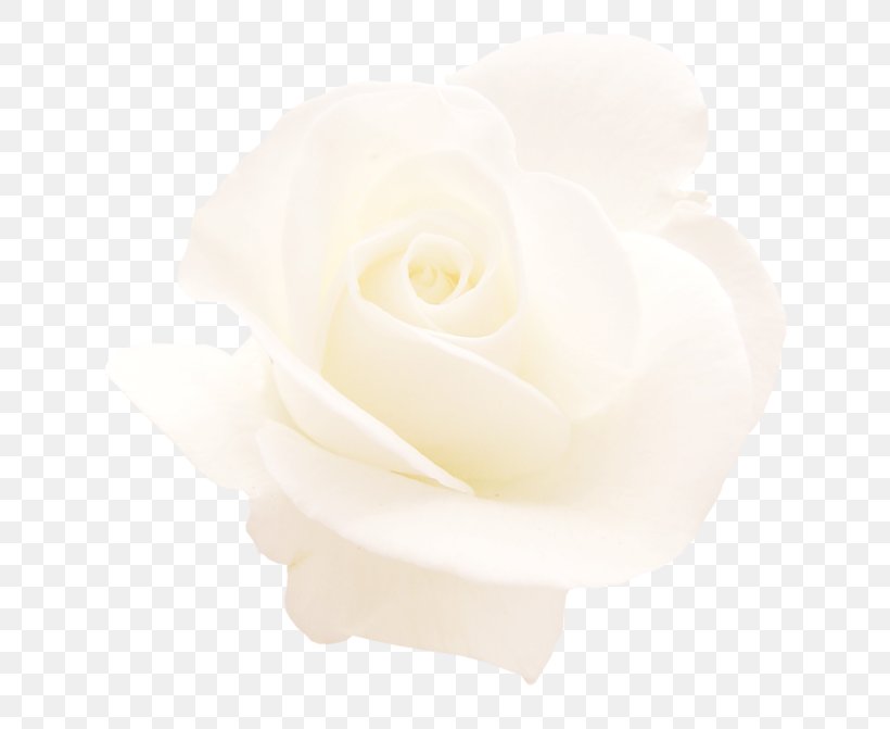 Garden Roses Gardenia Cut Flowers Petal, PNG, 700x671px, Garden Roses, Cut Flowers, Flower, Flowering Plant, Garden Download Free