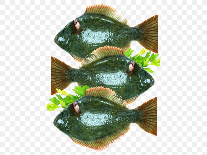 Tilapia Fish Products Perch Flatfish, PNG, 450x613px, Tilapia, Animal Source Foods, Fish, Fish Products, Flatfish Download Free