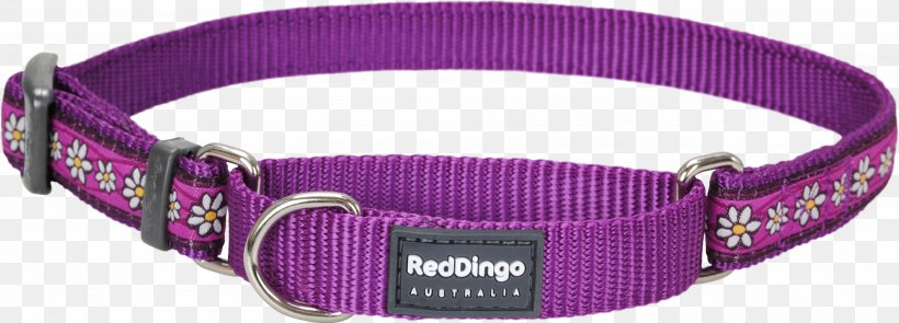 Dog Collar Dingo Martingale Bull Terrier (Miniature), PNG, 3000x1080px, Dog Collar, Bull Terrier Miniature, Collar, Dingo, Dog Download Free