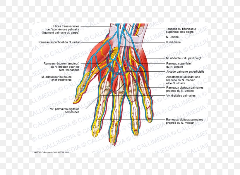 Nerve Blood Vessel Muscles Of The Hand Adductor Pollicis Muscle, PNG, 600x600px, Watercolor, Cartoon, Flower, Frame, Heart Download Free