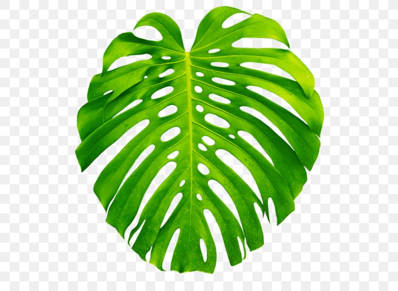 Plant Leaves Leaf Swiss Cheese Plant, PNG, 600x600px, Plant Leaves, Arecaceae, Green, Leaf, Palm Branch Download Free