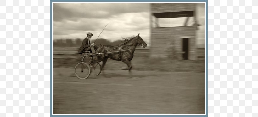 Stallion Horse Harnesses Mule Wagon, PNG, 700x374px, Stallion, Bridle, Carriage, Cart, Chariot Download Free