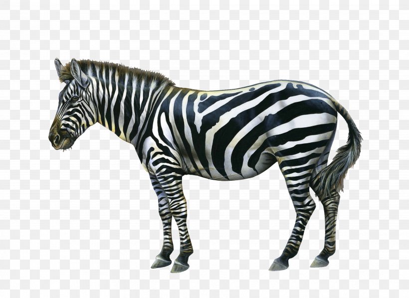 Zebra Quagga Download Clip Art, PNG, 3656x2664px, Zebra, Animal Figure, Horse Like Mammal, Image File Formats, Mammal Download Free