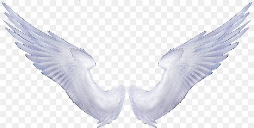 Angel Wings Drawing Clip Art, PNG, 4500x2279px, Angel Wings, Angel, Beak, Bird, Chiacchiere Download Free