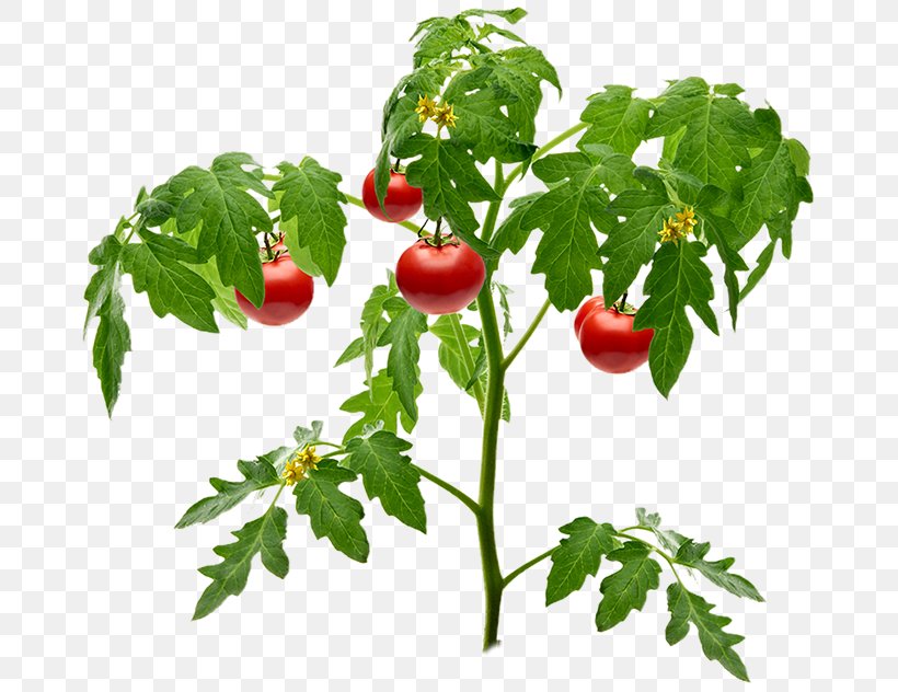 Gardening Tomato Soil Plant, PNG, 671x632px, Gardening, Bell Peppers And Chili Peppers, Branch, Bush Tomato, Cherry Download Free