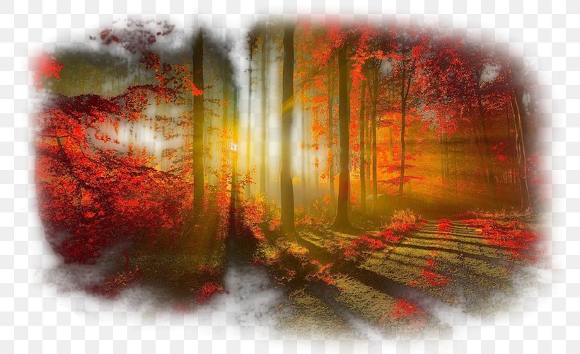 Light Tree Desktop Wallpaper Wood Autumn, PNG, 800x500px, Light, Art, Autumn, Autumn Leaf Color, Computer Download Free