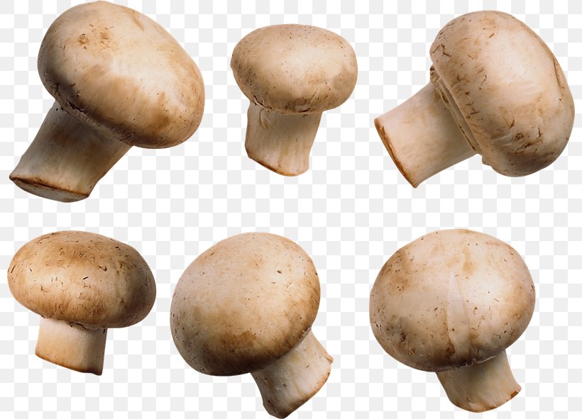 Common Mushroom Fungus, PNG, 800x591px, Mushroom, Agaric, Agaricaceae, Agaricomycetes, Agaricus Download Free
