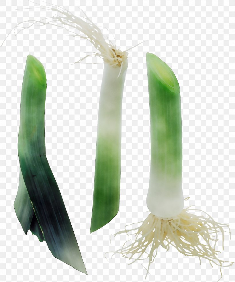 Welsh Onion Onions, PNG, 2189x2632px, Welsh Onion, Flower, Flowering Plant, Leek, Onions Download Free