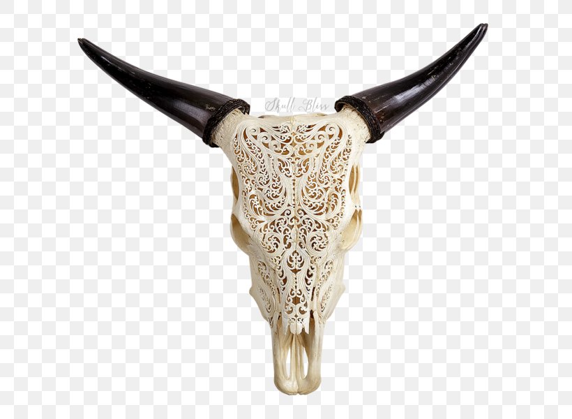Animal Skulls Texas Longhorn Ox, PNG, 600x600px, Skull, Animal, Animal Skulls, Bison, Bone Download Free