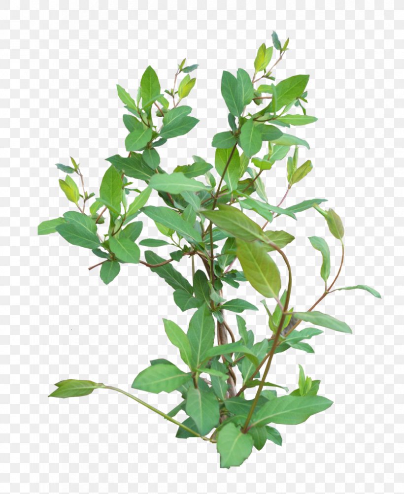 Flower Plant Leaf Tree Branch, PNG, 837x1024px, Flower, Branch, Leaf, Mock Orange, Plant Download Free