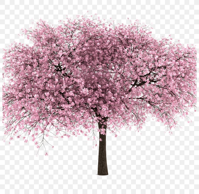 National Cherry Blossom Festival Clip Art, PNG, 800x800px, National Cherry Blossom Festival, Blossom, Branch, Cherries, Cherry Blossom Download Free