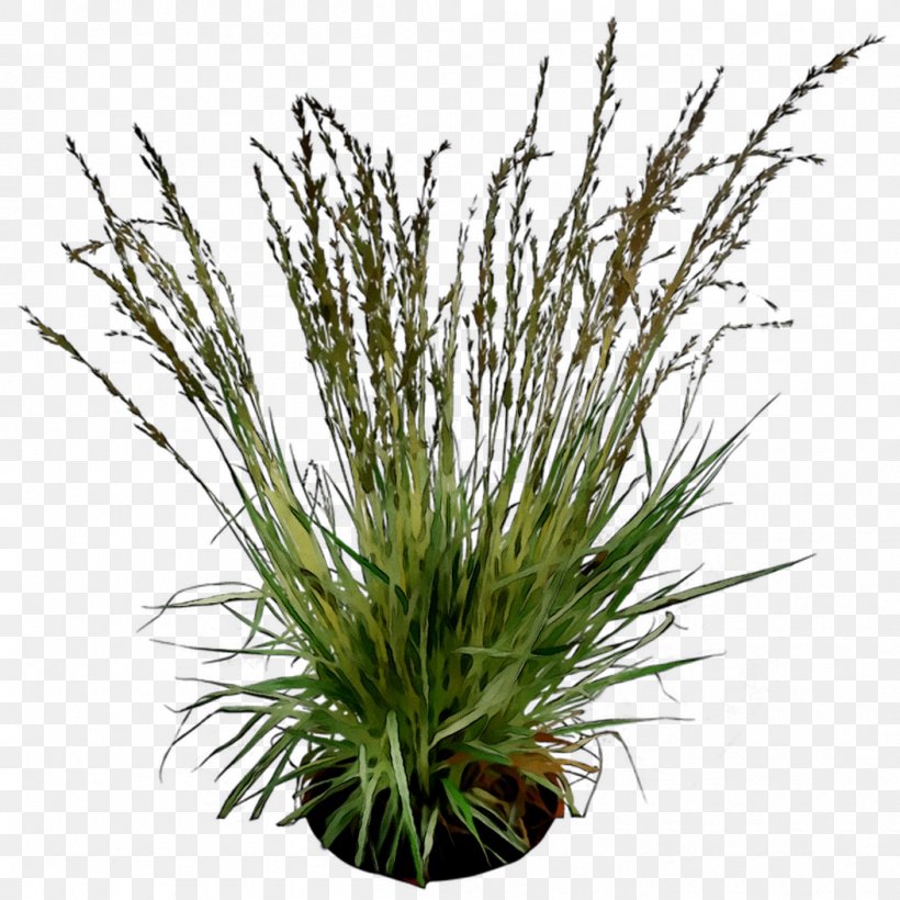 Sweet Grass, PNG, 1053x1053px, Sweet Grass, Aquarium Decor, Florist Gayfeather, Flower, Flowering Plant Download Free