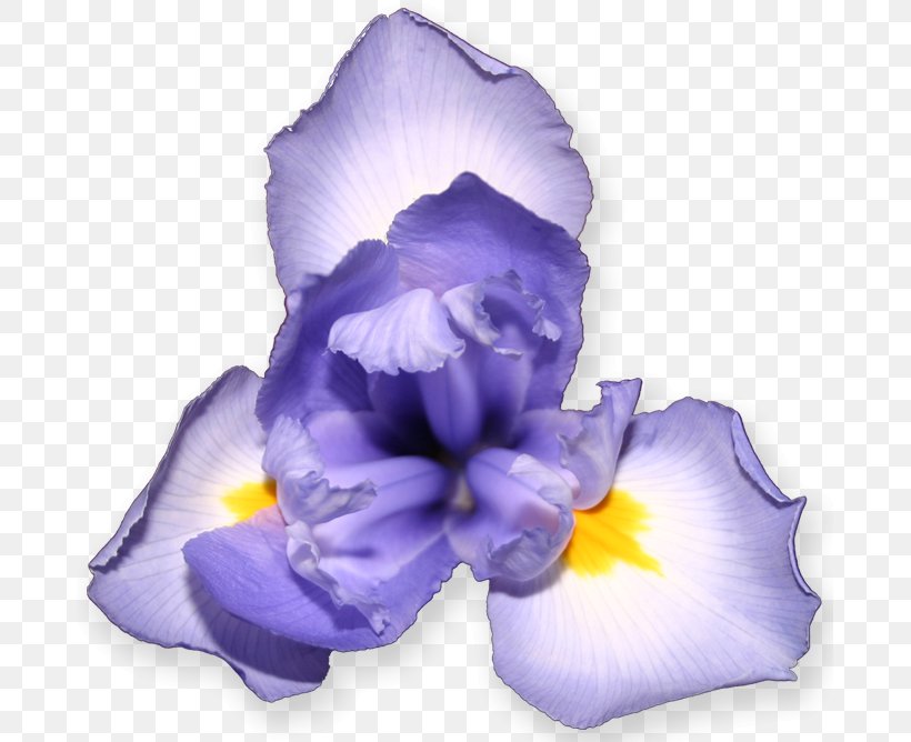 Wall Iris Flower Optifarm Iris Pseudacorus Petal, PNG, 681x668px, Wall Iris, Flower, Flowering Plant, Iris, Iris Family Download Free
