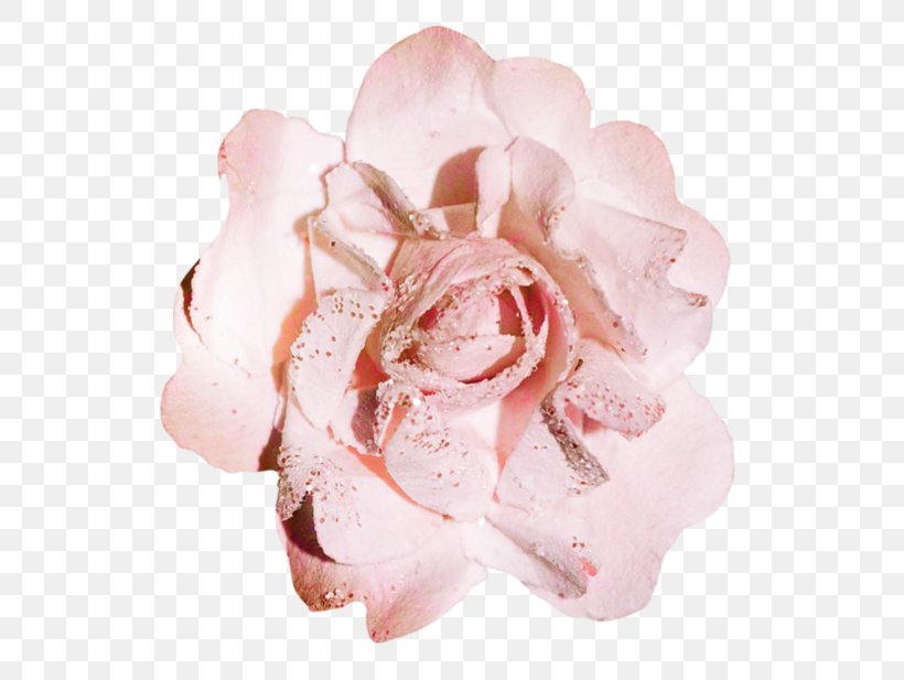 Garden Roses Flower Pink Stamen, PNG, 600x617px, Garden Roses, Cut Flowers, Flower, Flowering Plant, Gratis Download Free