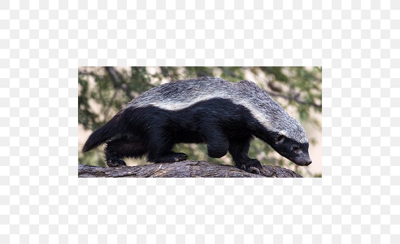 Honey Badger China Central Television Nature Mustelids, PNG, 500x500px, Badger, Animal, Approaching Science, Carnivoran, China Central Television Download Free