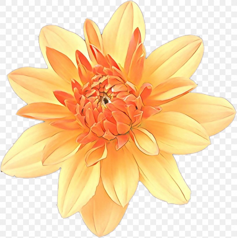 Orange, PNG, 1192x1200px, Cartoon, Daisy Family, Flower, Flowering Plant, Gazania Download Free