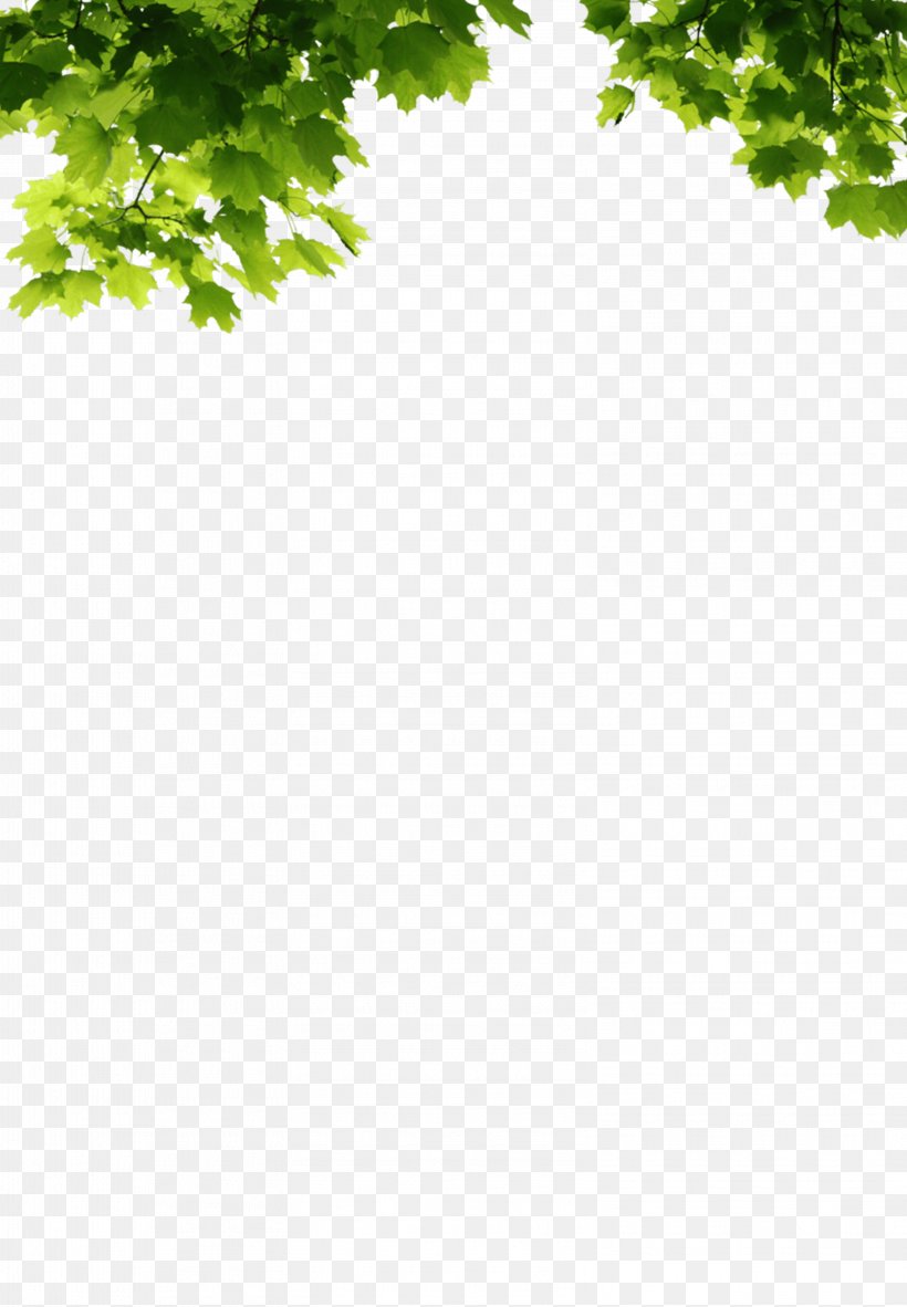 Leaf Clip Art Tree Branch, PNG, 3156x4551px, Leaf, Branch, Grass, Green, Oak Download Free
