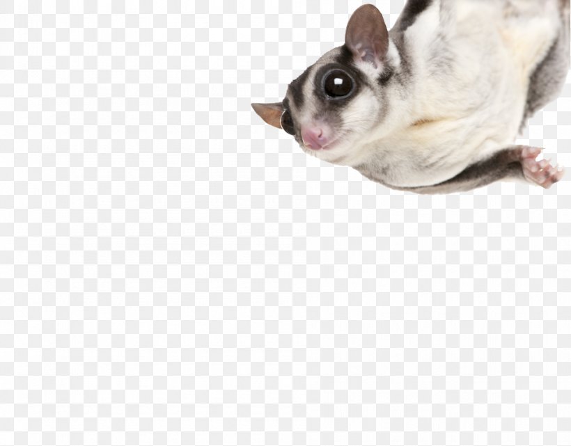 Sugar Glider Lionhead Rabbit Turtle Dog Cat, PNG, 950x743px, Sugar Glider, Blue Iguana, Cat, Common Iguanas, Dog Download Free