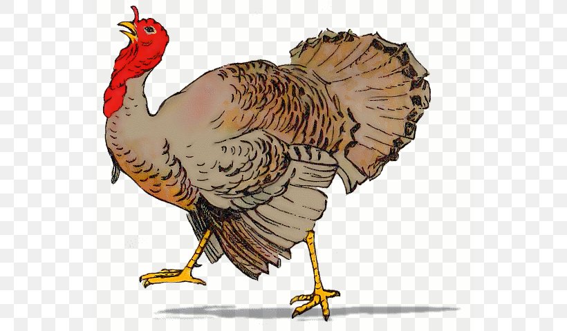 Black Turkey Pilgrim Clip Art, PNG, 553x479px, Black Turkey, Animal Slaughter, Beak, Bird, Blog Download Free