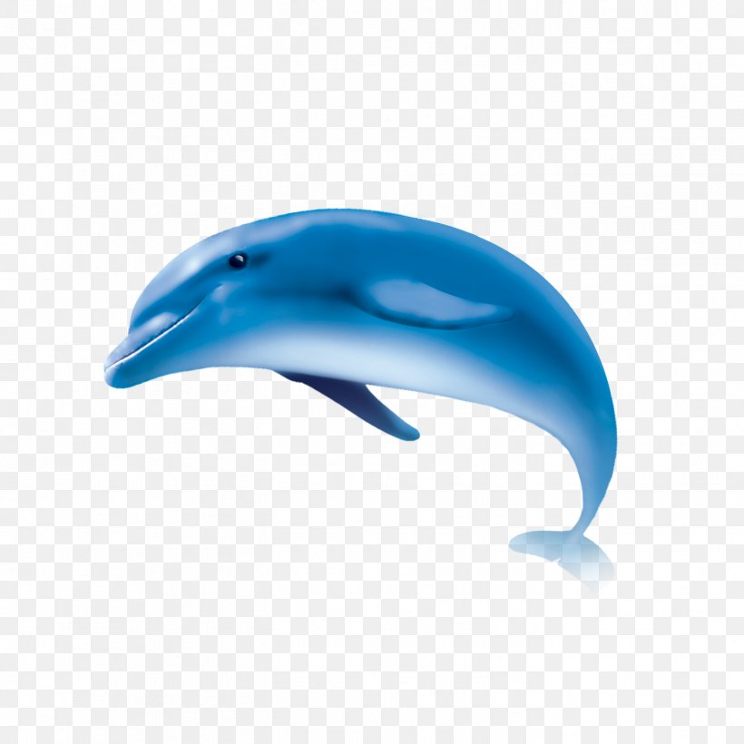Common Bottlenose Dolphin Wholphin Tucuxi Short-beaked Common Dolphin, PNG, 1417x1417px, Common Bottlenose Dolphin, Beak, Blue, Cetacea, Creativity Download Free