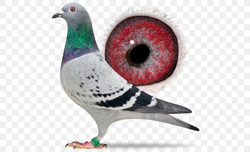 Homing Pigeon Racing Homer Columbidae Bird Pigeon Racing, PNG, 500x500px, Homing Pigeon, Animal, Beak, Bird, Breed Download Free