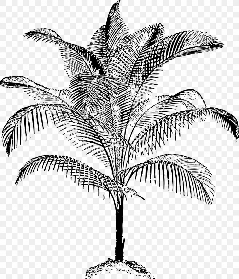 Arecaceae Clip Art, PNG, 1095x1280px, Arecaceae, Arecales, Attalea Speciosa, Black And White, Branch Download Free