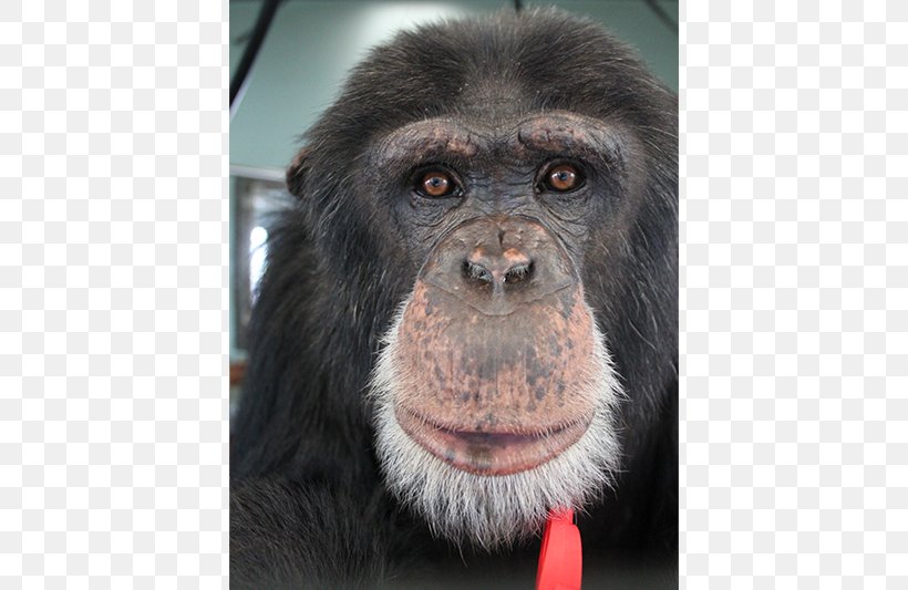 Common Chimpanzee Gorilla Primate Siamang Monkey, PNG, 800x533px, Common Chimpanzee, Animal, Ape, Chimpanzee, Fauna Download Free