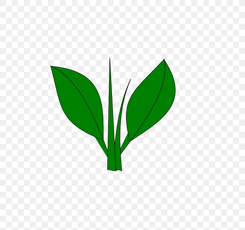 Leaf Plant Stem Tree, PNG, 768x768px, Leaf, Grass, Green, Plant, Plant Stem Download Free