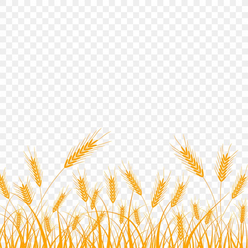 Wheat, PNG, 2362x2362px, Grass Family, Food Grain, Grass, Khorasan Wheat, Plant Download Free