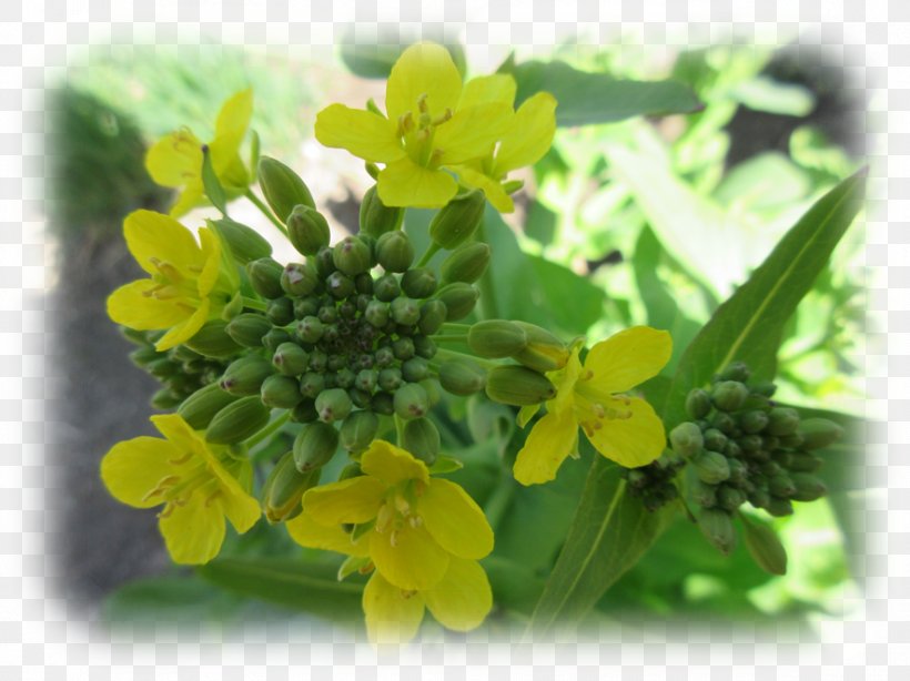 Canola Brassica Rapa Rapeseed Mustard Plant Annual Plant, PNG, 886x664px, Canola, Annual Plant, Brassica, Brassica Rapa, Cabbages Download Free