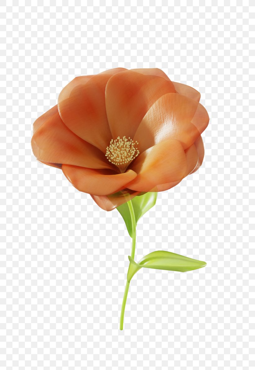 Close-up Cut Flowers, PNG, 670x1191px, Closeup, Cut Flowers, Flower, Orange, Peach Download Free