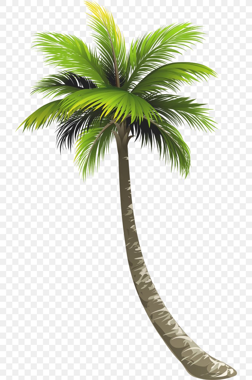 Ernakulam Royal Palm Beach Arecaceae Lake Worth Coconut, PNG, 722x1234px, Ernakulam, Arecaceae, Arecales, Asian Palmyra Palm, Borassus Flabellifer Download Free