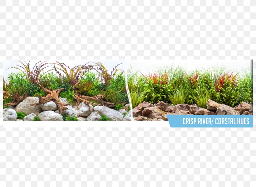 Grasses Landscaping River Bkgd Centimeter, PNG, 800x600px, Grasses, Blister, Centimeter, Family, Grass Download Free