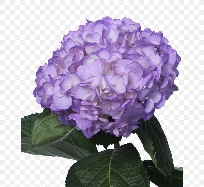 Hydrangea Purple Light Green Lilac, PNG, 650x750px, Hydrangea, Annual Plant, Blue, Color, Cornales Download Free