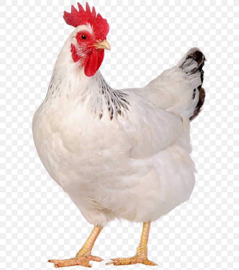 jersey giant chicken