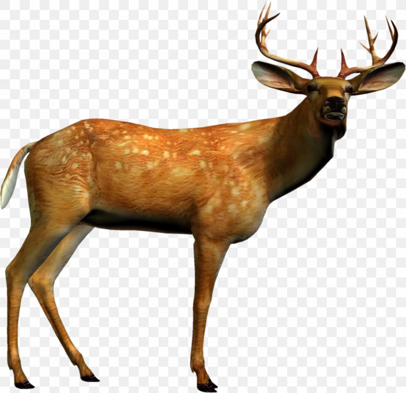 Reindeer Clip Art, PNG, 1789x1732px, Deer, Animal, Antler, Elk, Fauna Download Free