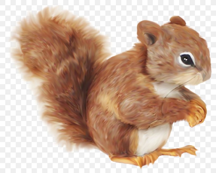 Squirrel Cartoon Clip Art, PNG, 800x658px, Squirrel, Animal, Cartoon, Child, Cuteness Download Free