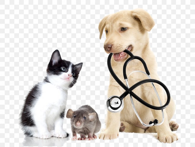 Veterinarian Veterinary Medicine Pet Clinique Vxe9txe9rinaire, PNG, 1024x772px, Veterinarian, Cat, Cat Like Mammal, Clinique Vxe9txe9rinaire, Companion Dog Download Free