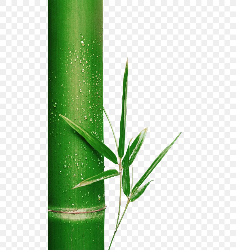 Bamboo Green, PNG, 573x869px, Bamboo, Element, Grass, Grass Family, Green Download Free