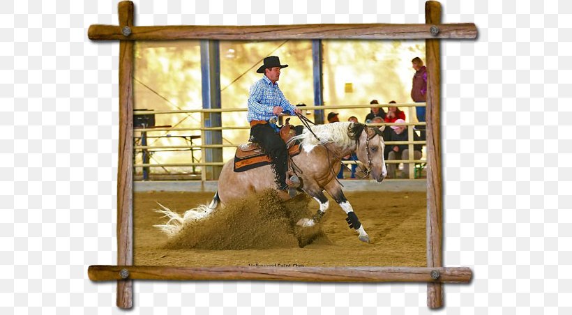 Western Pleasure Stallion Bridle Mare Hunt Seat, PNG, 570x452px, Western Pleasure, Animal Sports, Bridle, Equestrian Sport, Horse Download Free