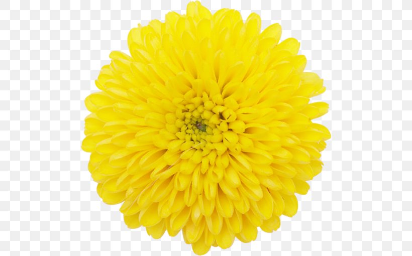 Chrysanthemum ×grandiflorum Transvaal Daisy Daisy Family Flower Plant Symbolism, PNG, 500x510px, Chrysanthemum Grandiflorum, Annual Plant, Chrysanthemum, Chrysanths, Color Download Free