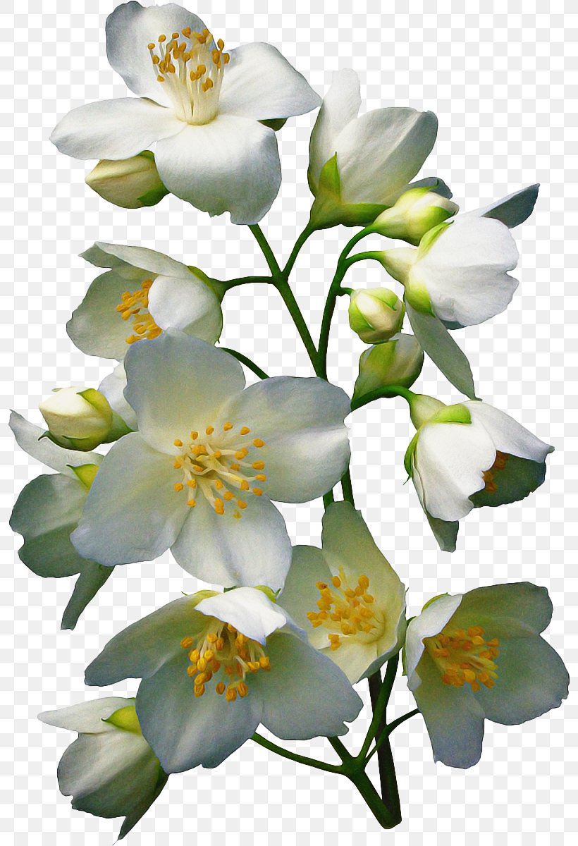 Flower Flowering Plant Petal Plant White, PNG, 798x1200px, Flower, Branch, Flowering Plant, Mock Orange, Petal Download Free