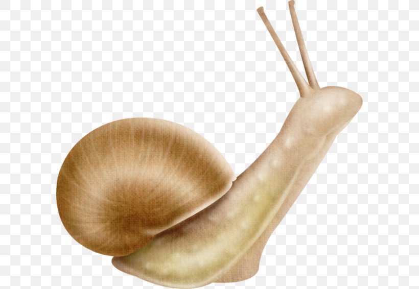 Snails And Slugs Escargot Insect Land Snail, PNG, 600x566px, Snail, Animal, Escargot, Gastropods, Insect Download Free