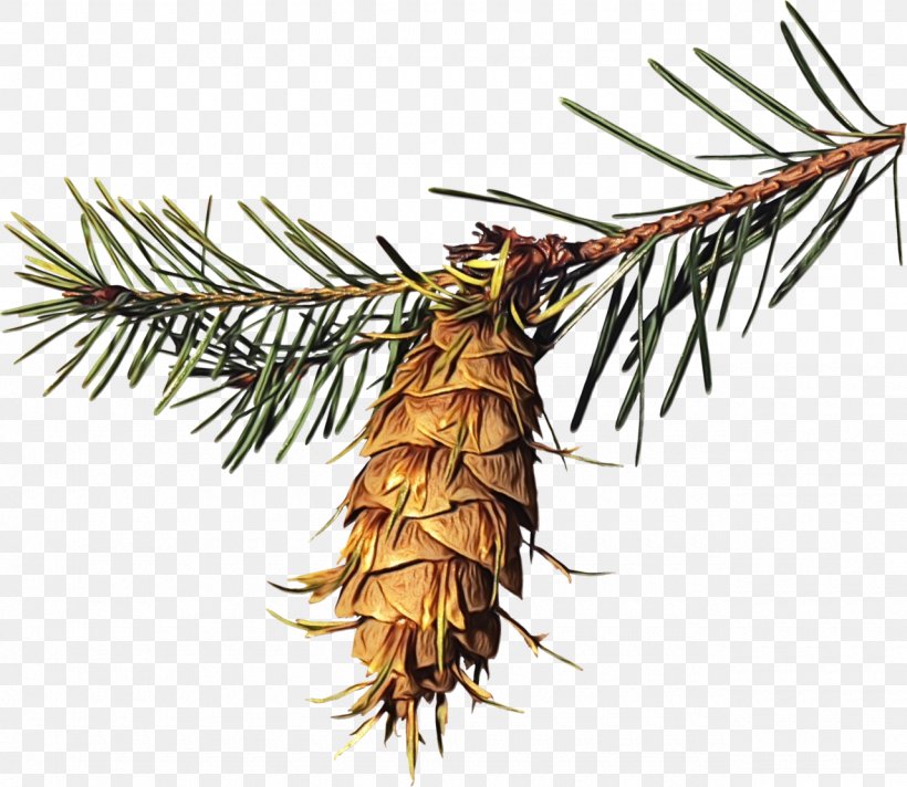Sugar Pine Shortleaf Black Spruce Columbian Spruce White Pine Jack Pine, PNG, 1280x1112px, Watercolor, Columbian Spruce, Jack Pine, Larix Lyalliisubalpine Larch, Loblolly Pine Download Free