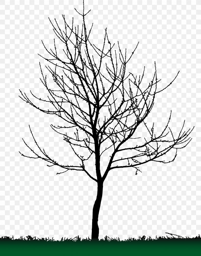 Tree Silhouette, PNG, 2506x3201px, Tree, American Sweetgum, Arecaceae, Black And White, Branch Download Free